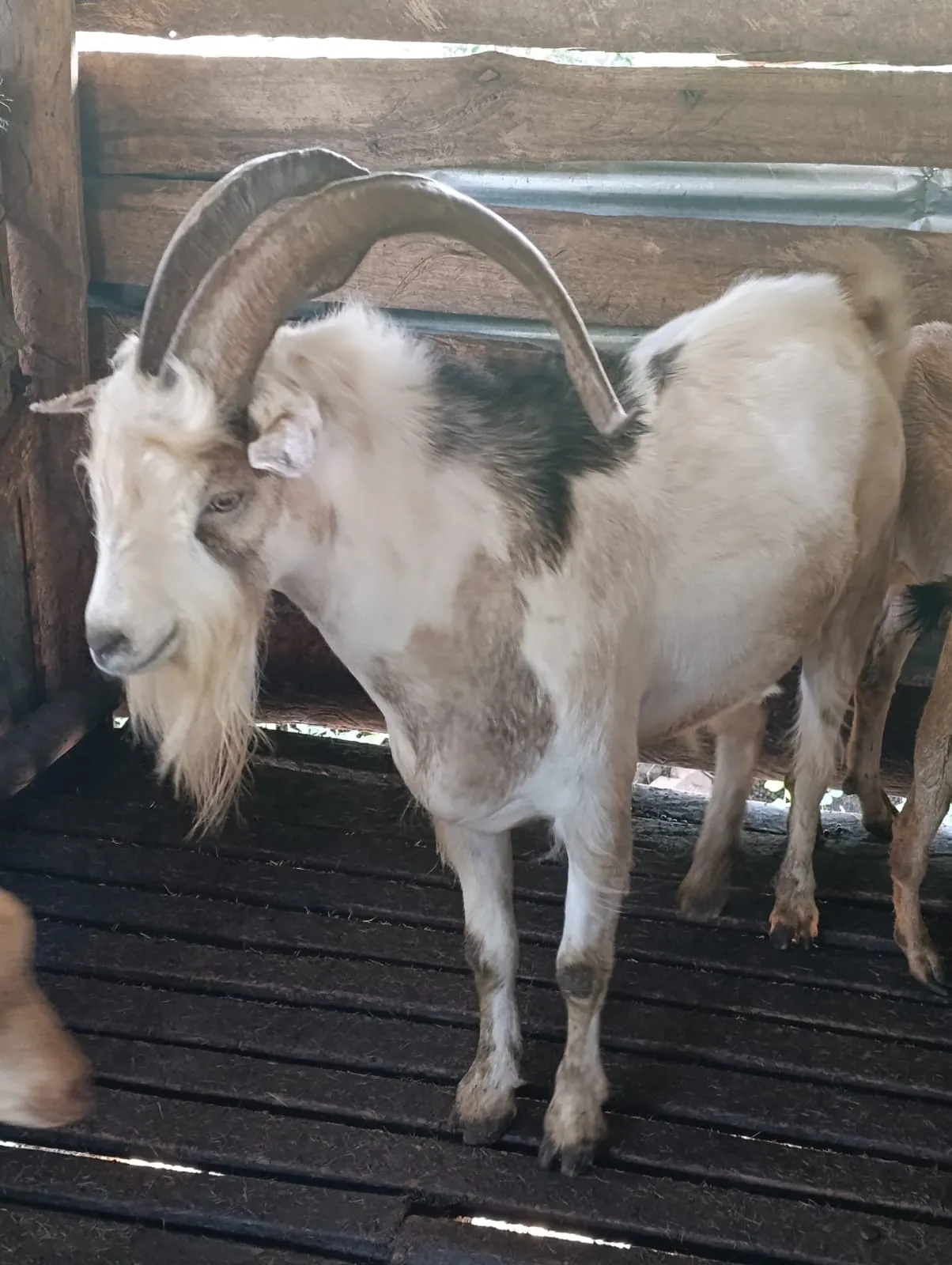 Livestock