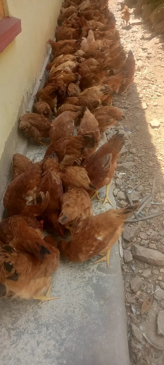 Hens